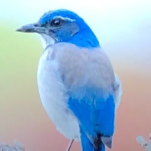 Meet your Posher, Lynn